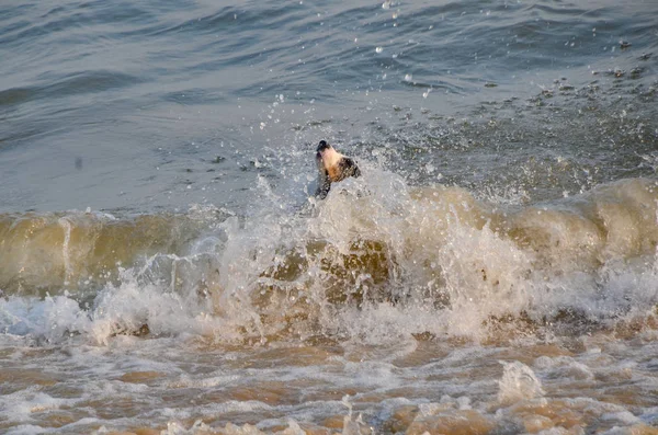 Joven Mar Con Olas — Foto de Stock