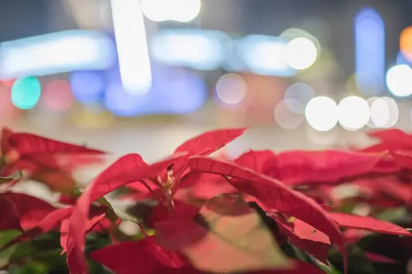 Fondo Borroso Rosas Rojas — Foto de Stock