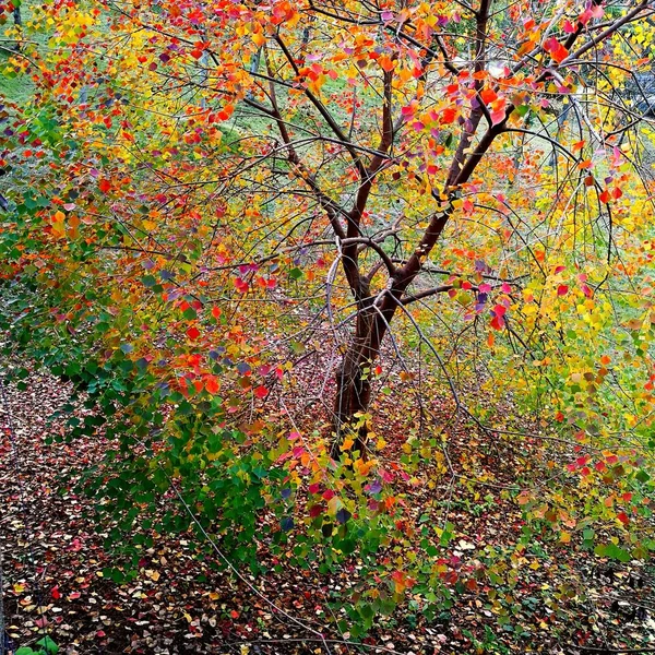 Hojas Otoño Temporada Otoño Flora — Foto de Stock