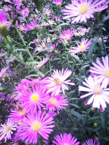 beautiful flowers of chrysanthemum in the garden