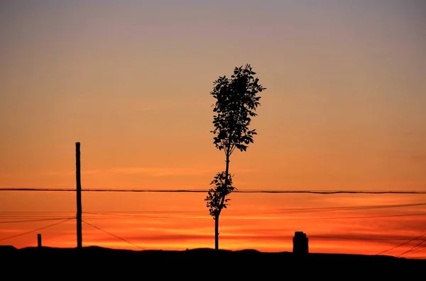 Silueta Una Hermosa Puesta Sol Sobre Fondo Árbol — Foto de Stock