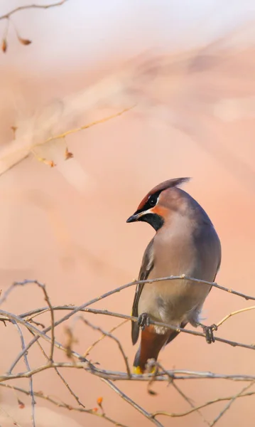 Vahşi Kuş Manzarası — Stok fotoğraf