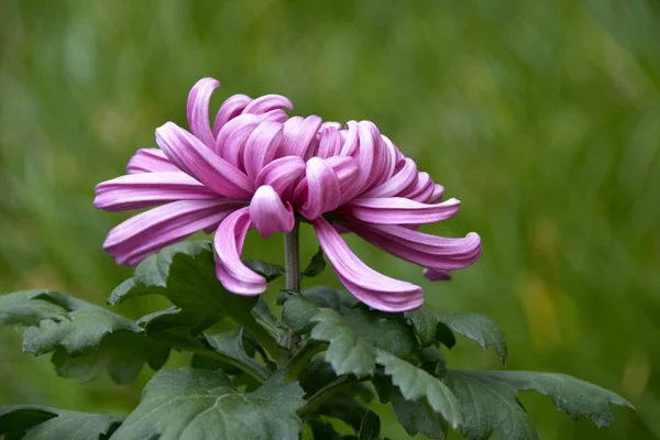 Bahçedeki Pembe Çiçek — Stok fotoğraf