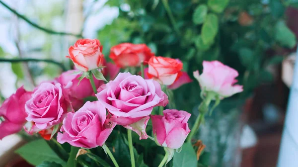 Hermosas Rosas Rosadas Jardín Flora — Foto de Stock