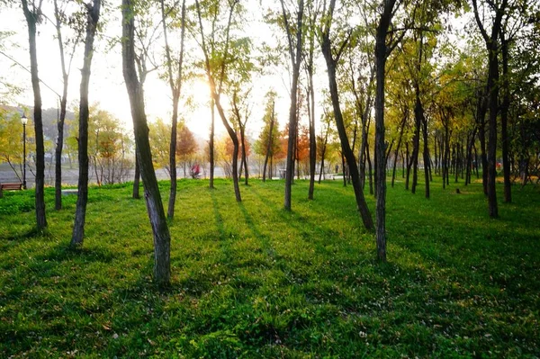 Árboles Verdes Hojas Flora Naturaleza — Foto de Stock