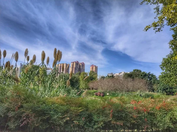 Hermoso Paisaje Con Árbol Fondo — Foto de Stock