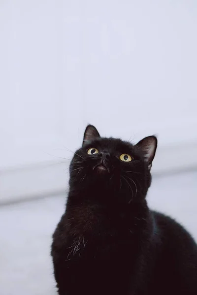 black cat with white eyes