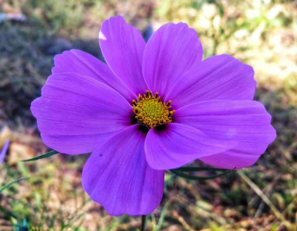 stock image outdoors view of flowers blooming in spring  