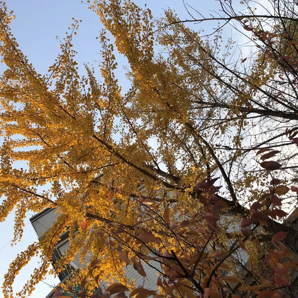 Hojas Coloridas Del Árbol Otoño Temporada Otoño — Foto de Stock