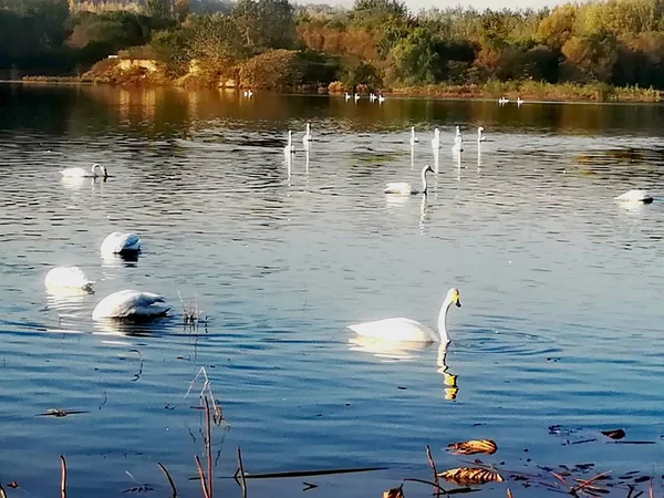 stock image swans on the lake