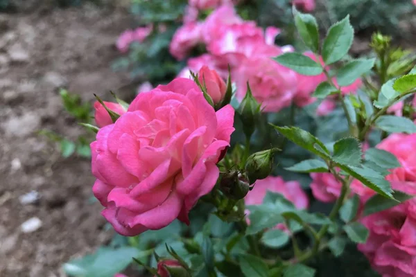 Hermosas Flores Jardín Flora — Foto de Stock