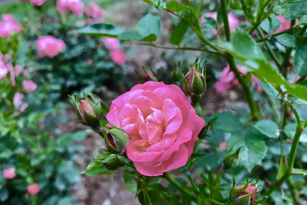 Hermosas Flores Jardín Flora — Foto de Stock