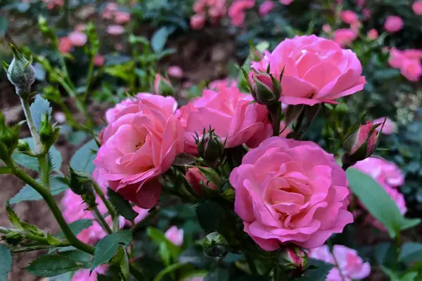 Hermosas Flores Jardín Flora — Foto de Stock