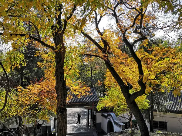 Jardín Japonés Kyoto Japón — Foto de Stock