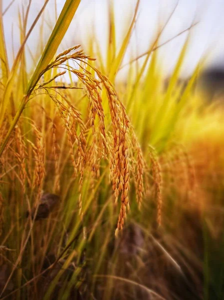 agriculture, wheat field plants, flora and grass