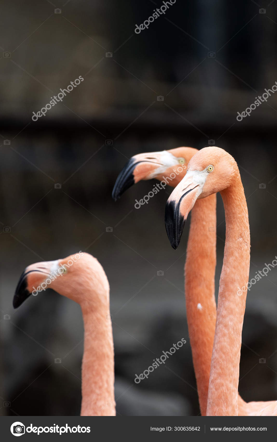 ピンクフラミンゴの鳥の動物 ストック写真 C Imaginechina Tuchong