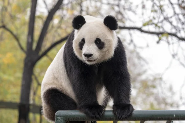 Oso Panda Animales Fauna — Foto de Stock