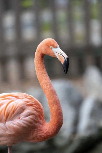 Flamingo Rosa Fauna Aves Natureza — Fotografia de Stock