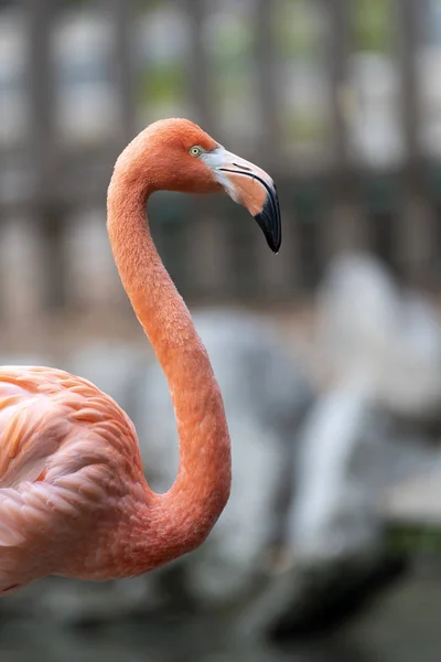 Flamingo Rosa Fauna Aves Natureza — Fotografia de Stock