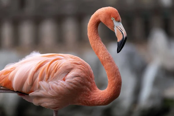 Flamingo Rosa Fauna Aves Natureza — Fotografia de Stock