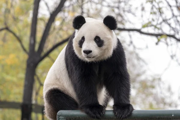 Oso Panda Gigante Animal — Foto de Stock
