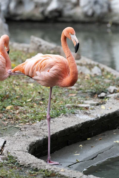 Różowy Flamingo Ptak Fauna Natura — Zdjęcie stockowe