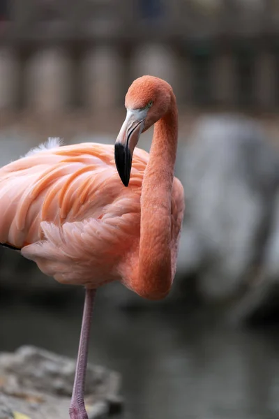 Flamingo Rosa Fauna Aves Natureza — Fotografia de Stock