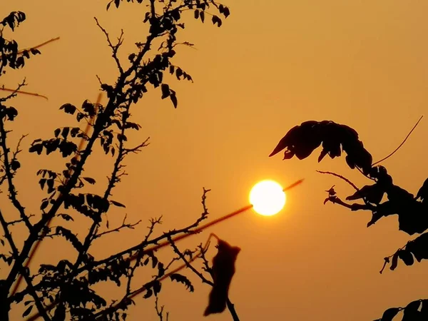Silueta Una Hermosa Puesta Sol Sobre Fondo Árboles — Foto de Stock