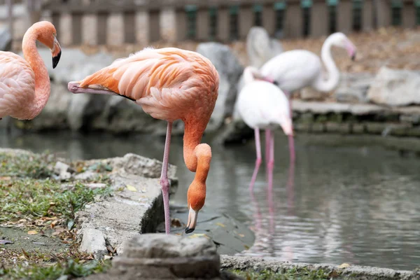 Flamingo Rosa Fauna Aves Natureza — Fotografia de Stock