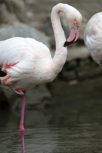 Flamingo Rosa Fauna Aves Natureza — Fotografia de Stock