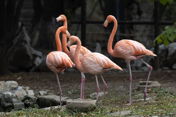 Flamingo Rosa Fauna Aves Natureza — Fotografia de Stock