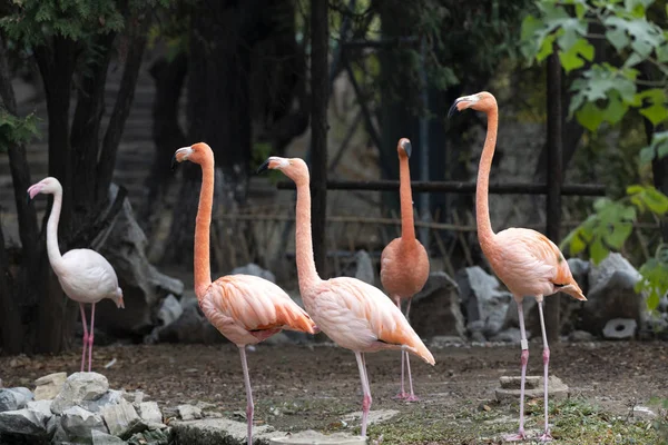 Flamingo Rosa Fauna Aves Natureza — Fotografia de Stock