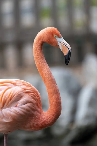 Flamingo Rosa Fauna Aves Natureza — Fotografia de Stock