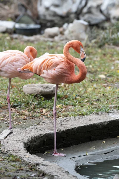 Flamingo Rosa Fauna Aves Natureza — Fotografia de Stock