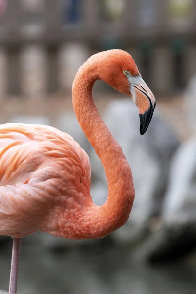 Flamingo Rosa Fauna Aves Natureza — Fotografia de Stock