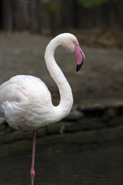 Flamingo Rosa Fauna Aves Natureza — Fotografia de Stock