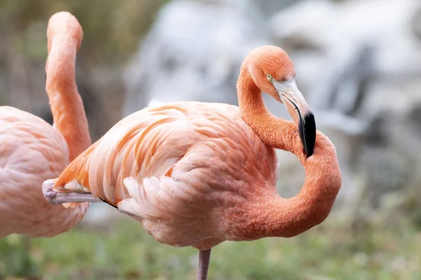 Flamingo Aves Animais Flora Fauna — Fotografia de Stock