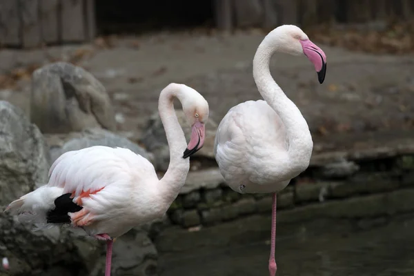 Flamingo Rosa Fauna Aves Natureza — Fotografia de Stock