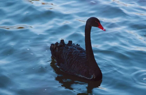 Zwaan Zwemmen Het Meer — Stockfoto