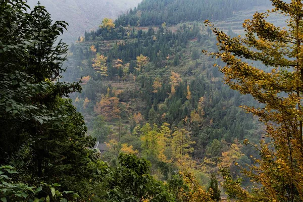 Bosque Otoño Las Montañas — Foto de Stock