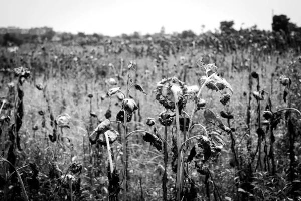 black and white photo of a field of flowers