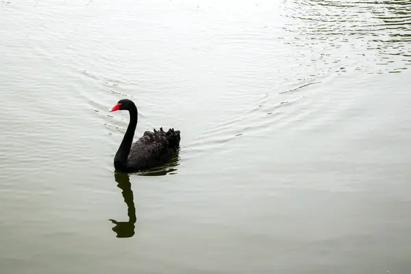 Zwaan Het Meer — Stockfoto