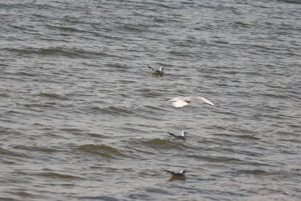 Gaviota Mar — Foto de Stock