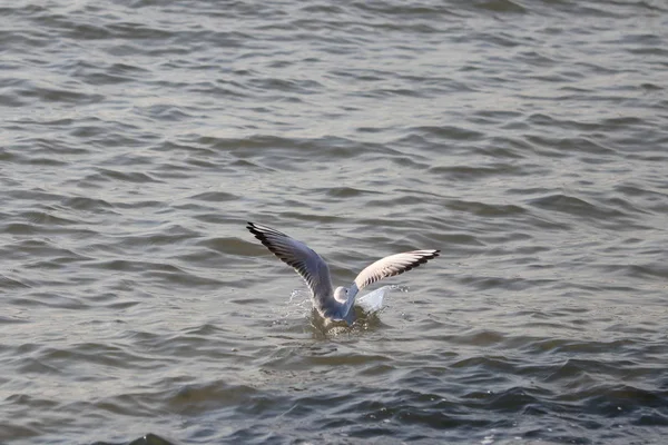 Gaviota Mar — Foto de Stock