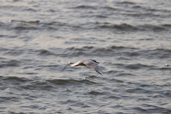 Gaviota Volando Mar — Foto de Stock