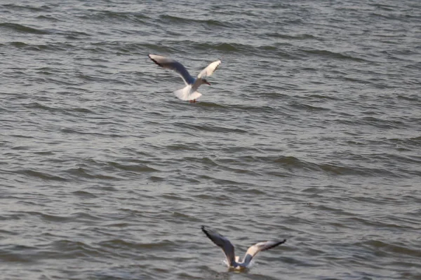 Gaviota Volando Mar — Foto de Stock