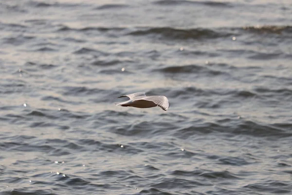 Gaviota Mar — Foto de Stock