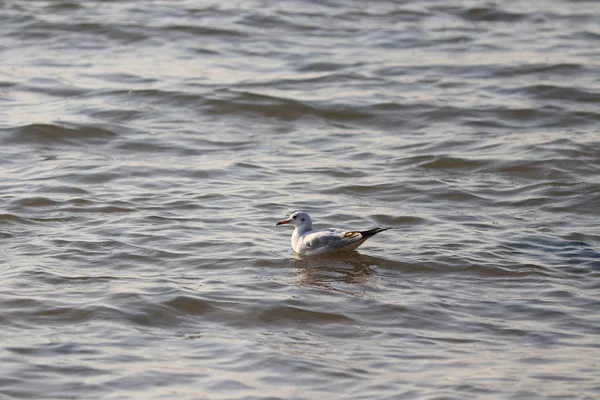 Gaviota Mar — Foto de Stock