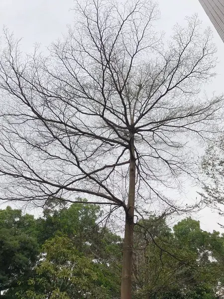 Ramas Árboles Flora Naturaleza — Foto de Stock