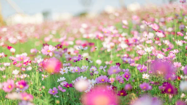 Acerca Primavera Florecen Las Flores Crisantemo — Foto de Stock